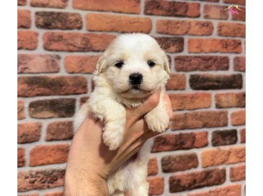 BEBEKSİ MASUMİYET MALTIPOO GÜZELLİK