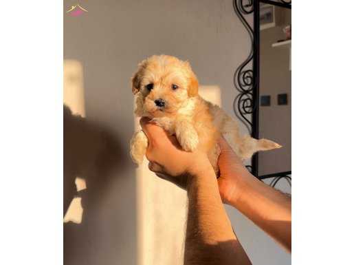 BAL RENGİ MALTIPOO GÜZELLİĞİ