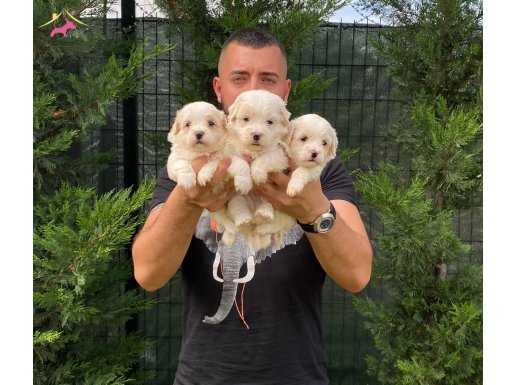 EVİNİZİN NEŞESİ MALTIPOO BEBEKLER