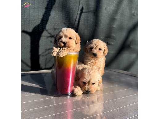 SEVECEN KARAKTERİYLE MALTIPOO IRKI GÜZELLİ