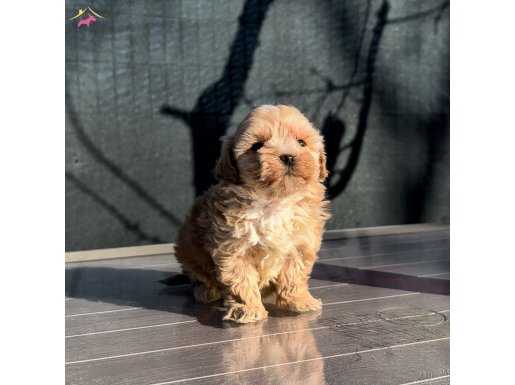 MİNİ BOY BİBLO MALTIPOO