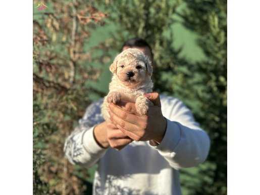 ÜRETİCİSİNDEN POODLE YAVRULAR