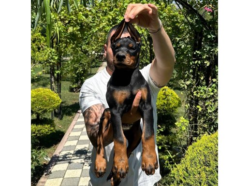 ASALET SOYDAN GELİR IRKININ EN KALİTELİSİ DOBERMAN YAVRULAR