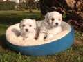 SEVİMLİ MALTESE TERRIER BEBEKLERİMİZ