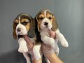 BEAGLE GÜZELLİĞİ BURADA