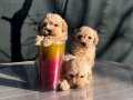 SEVECEN KARAKTERİYLE MALTIPOO IRKI GÜZELLİ