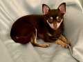 ped eğitimli çikolata chihuahua (şivava)