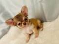 küçük bambi chihuahua