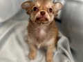 fawn dişi chihuahua