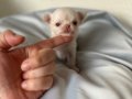 Mini mini Chihuahua (sivava) bebisler 
