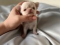 Mini mini Chihuahua (sivava) bebisler 