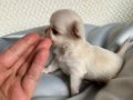 Mini mini Chihuahua (sivava) bebisler 