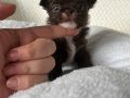 Mini mini Chihuahua (sivava) bebisler 