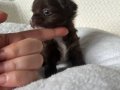 Mini mini Chihuahua (sivava) bebisler 