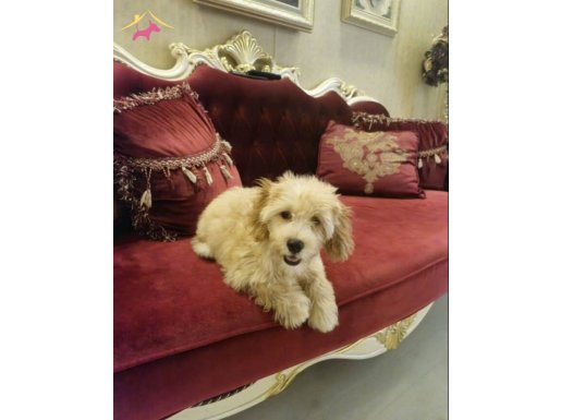 SAFKAN OYUNCU ZEKİ AŞILI ÇİPLİ 