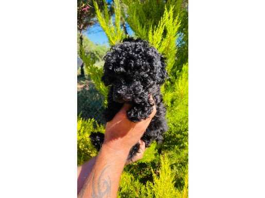 MÜKEMMEL RENK BLACK TOY POODLE