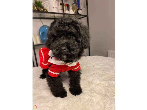 Siyah İnci kızımız