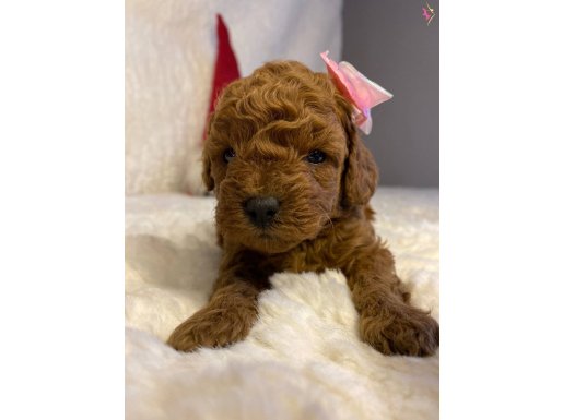 Daire Yaşamına Uyumlu Toy Poodle Yavrumuza ev arıyoruz