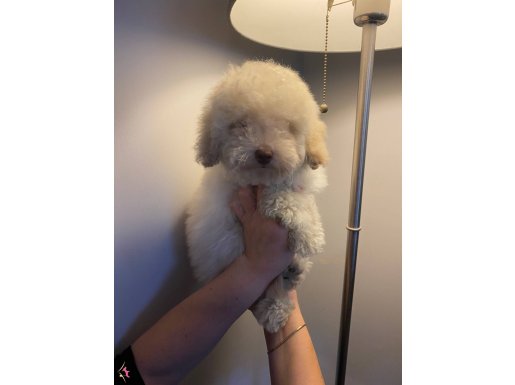 Ev Doğumlu Beyaz Kelebeğim