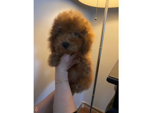 Minnoş bebeğimize sıcak bir yuva arıyor