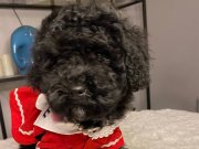 Siyah İnci kızımız