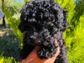MÜKEMMEL RENK BLACK TOY POODLE