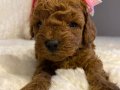 Daire Yaşamına Uyumlu Toy Poodle Yavrumuza ev arıyoruz