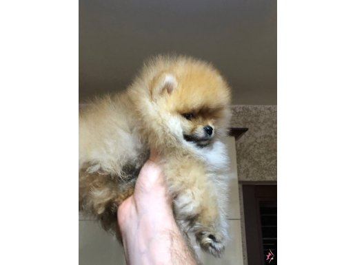 2.5 aylık 1 dişi 1 erkek Pomeranian 