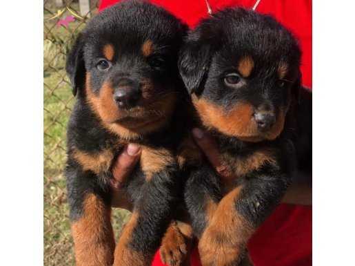 KUZEYPUPPİES ‘TEN ROTTWEİLER YAVRULARI