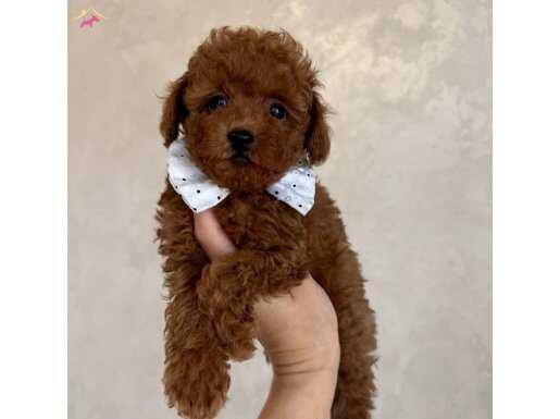 SAFKAN TOY POODLE YAVRULAR