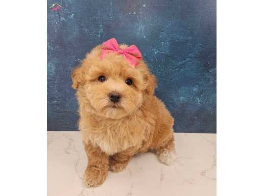 YILBAŞI ŞEKERLERİ MALTİPOO BEBEKLER