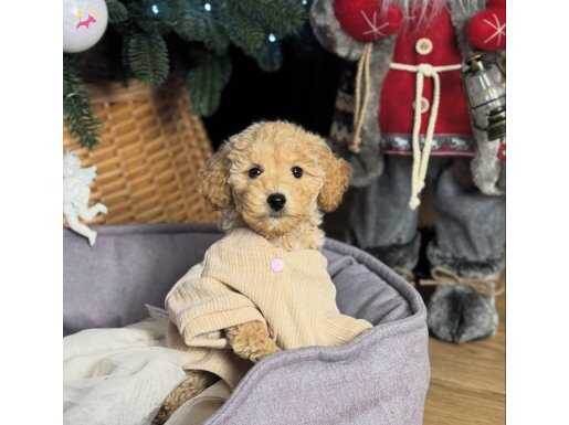APRİCOT RENK TOY POODLE BEBEKLER