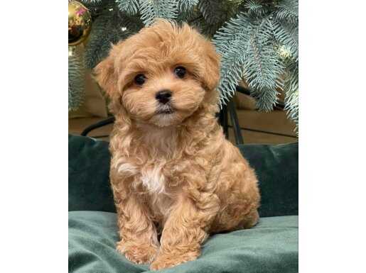 BABY YÜZLÜ MALTİPOO YAVRULAR