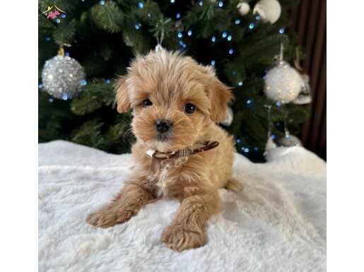SAFKAN MALTİPOO BEBEKLER