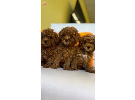 ORİJİNAL TEACUP POODLE YAVRUSU