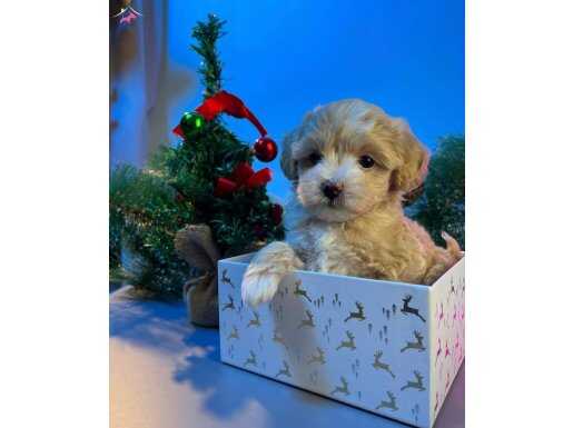 BABY SURATLI MALTİPOO BEBEKLER