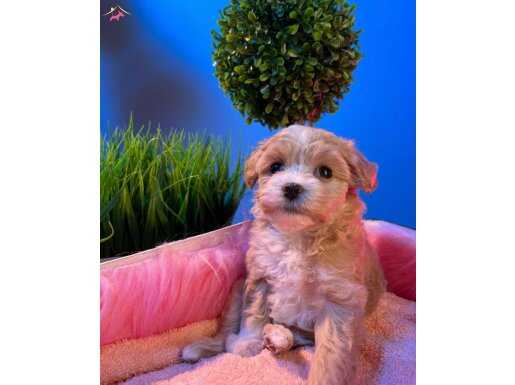MALTİPOO YAVRULARIMIZ
