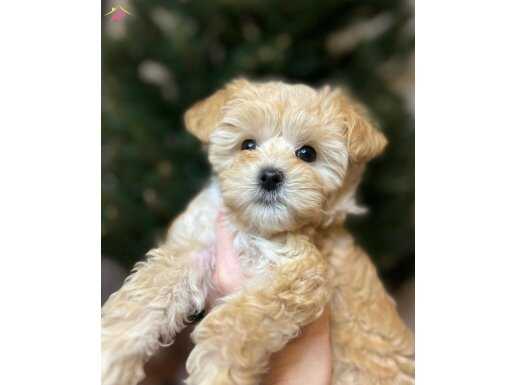 Tedy Surat Maltipoo Yavruları