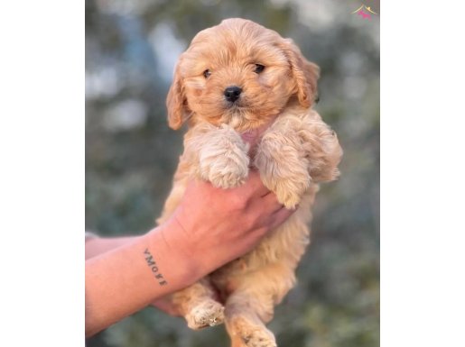 Tombik Maltipoo Yavrular
