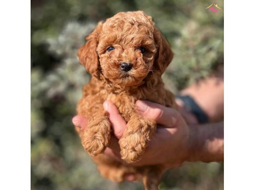 SAFKAN TOY POODLE YAVRULARIMIZ