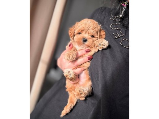 TEACUP MALTİPOO YAVRULARI