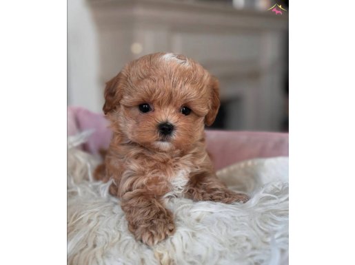 Ukrayna Girişli Maltipoo Yavrular