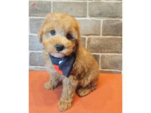 MASUM YÜZLÜ MALTİPOO BEBEKLER
