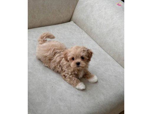 BEBEK SURATLI MALTİPOO YAVRULARI