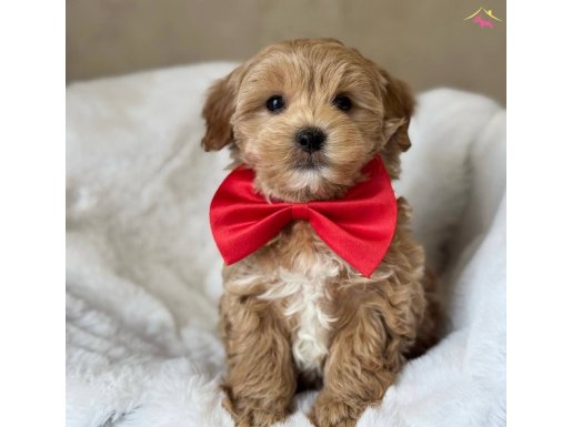 Tarçın Renkte Maltipoo Bebekler