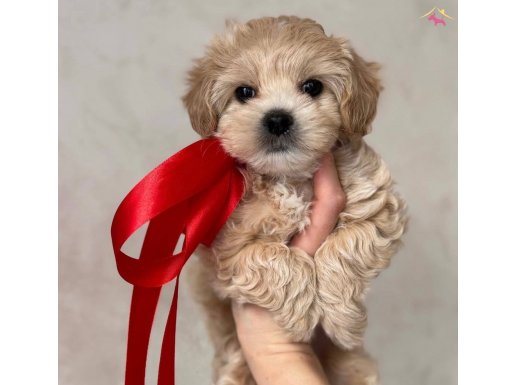 HAYATINIZIN NEŞESİ MALTİPOO BEBEKLER