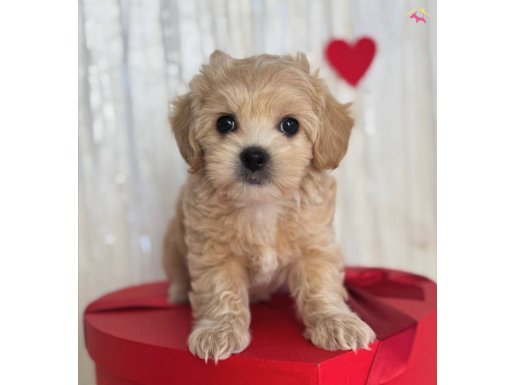 BADEM GÖZLÜ MALTİPOO YAVRULARI