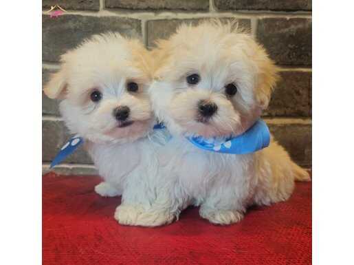 SAFKAN MALTESE TERRİER BEBEKLER