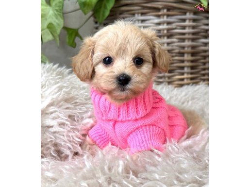 MALTİPOO YAVRULARIMIZ