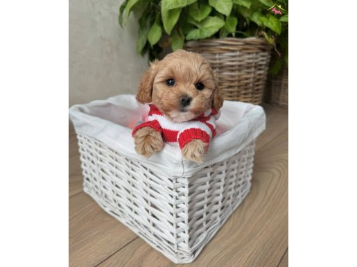 BİBLO SURAT MALTİPOO BEBEKLER
